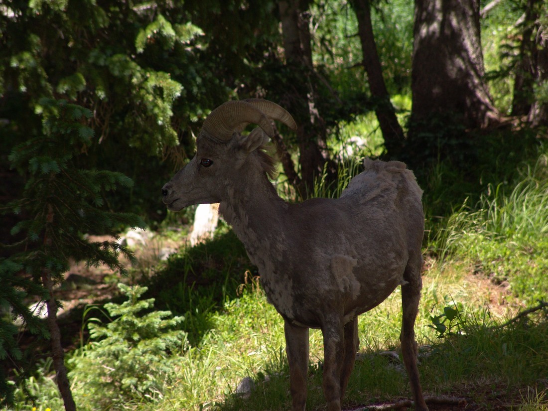 Bighorn sheep 11